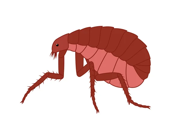 Griezelig Floh Insect Vector — Stockvector