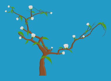 Beyaz çiçek dalları vektör çizim