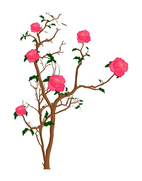 Flores cor de rosa planta design — Vetor de Stock