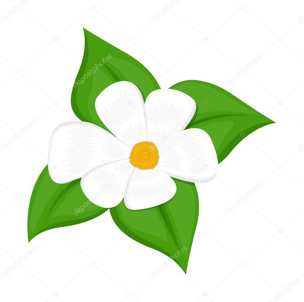 白い花のベクトル ストックベクター C Baavli 白い花のベクトル ストックベクター C Baavli