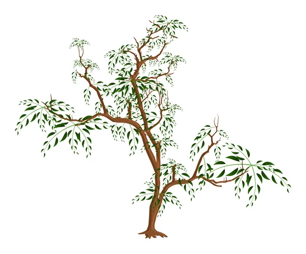 Albero selvatico — Vettoriale Stock