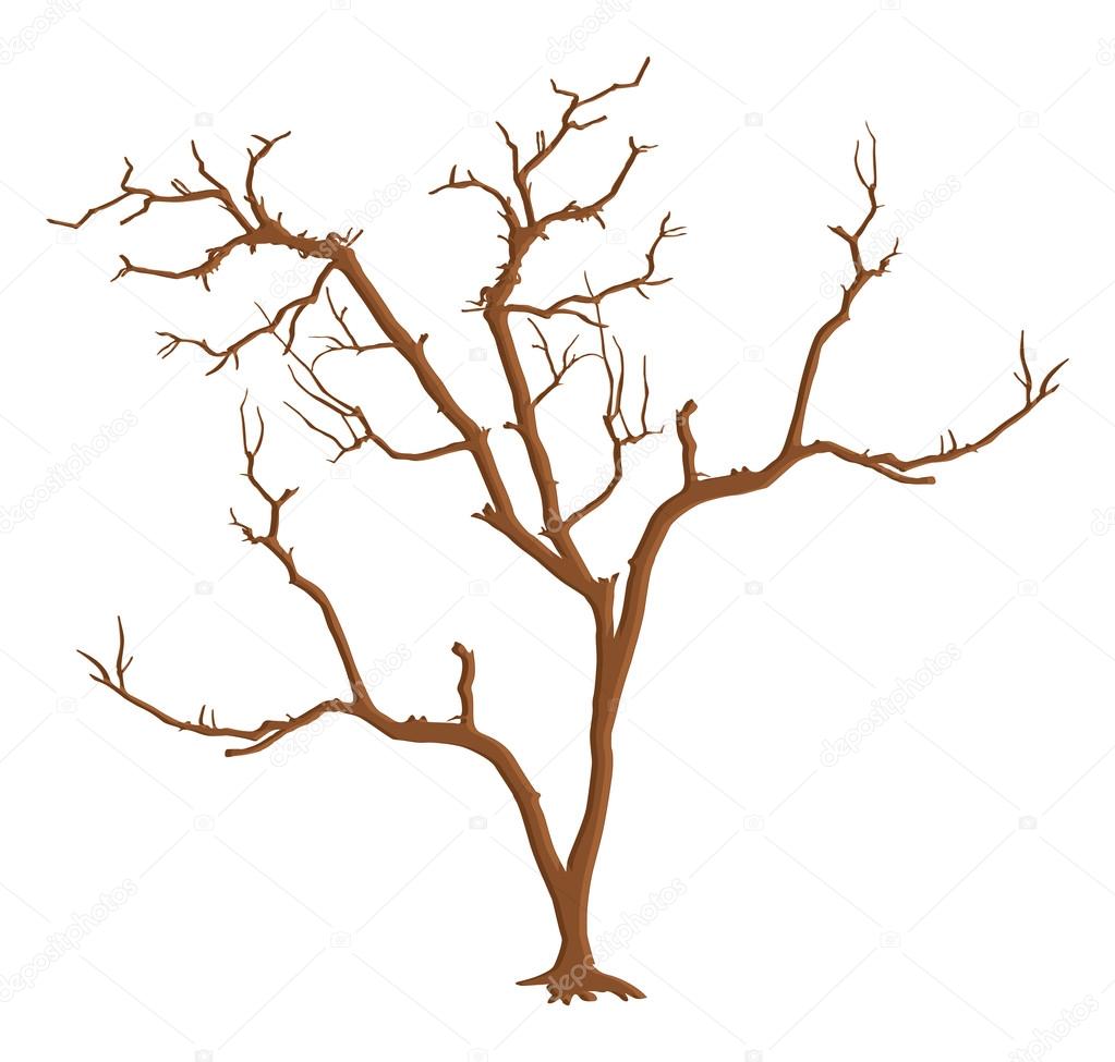 Dead Tree Branches Isolated