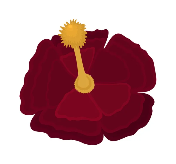 Mörk röd Lilja blomma — Stock vektor