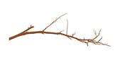 depositphotos_57603565-stock-illustration-dry-branch.jpg