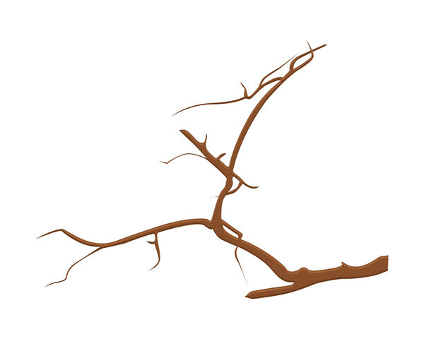 Branches Vector