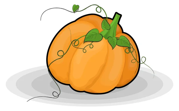 Vector de calabaza orgánica fresca — Archivo Imágenes Vectoriales