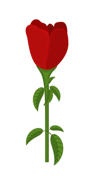 Piros rózsa tulipán — Stock Vector