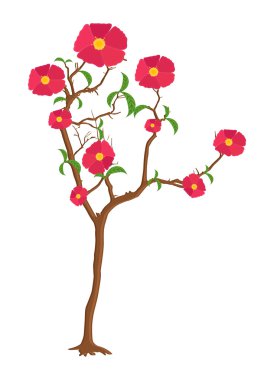 Kırmızı çiçek bitki