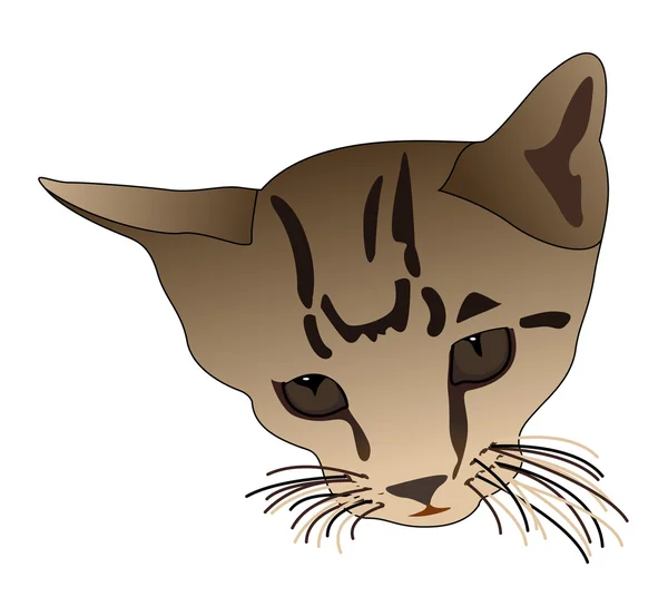 Mignon visage de chat — Image vectorielle
