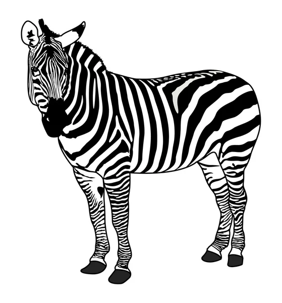 Zebra hayvan siluet — Stok Vektör