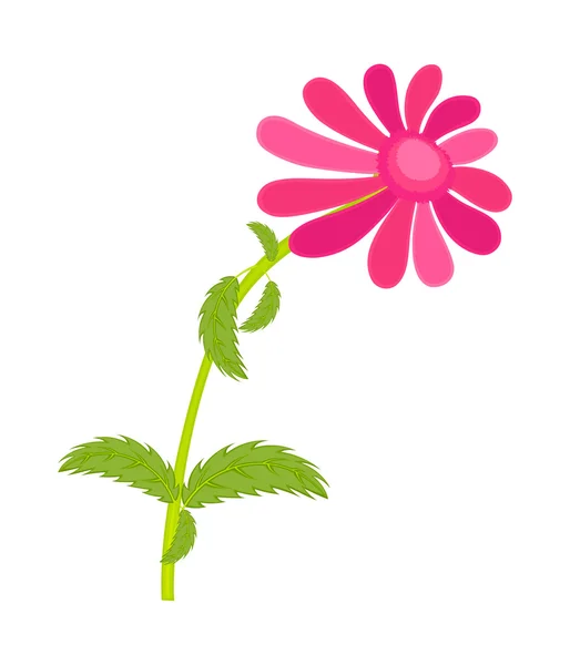 Pink Daisy vektorelement — Stock vektor