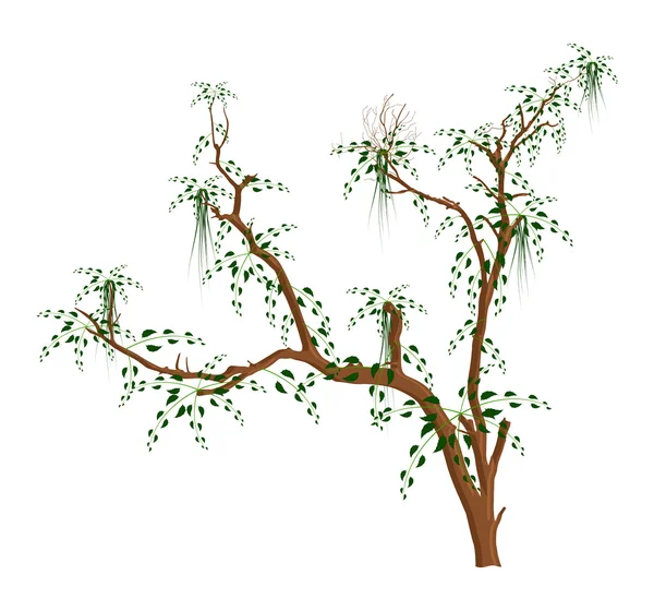 Árbol salvaje hojas ramas — Archivo Imágenes Vectoriales