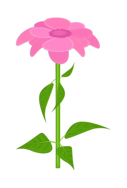 Planta de Margarita Rosa — Vector de stock