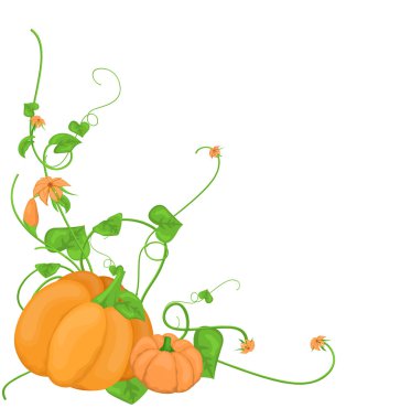 Kabak sebze asma vektör