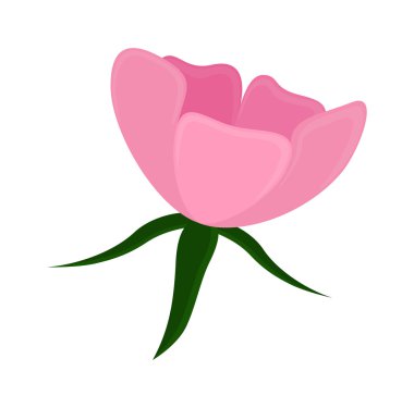 Pembe Daisy vektör şekli