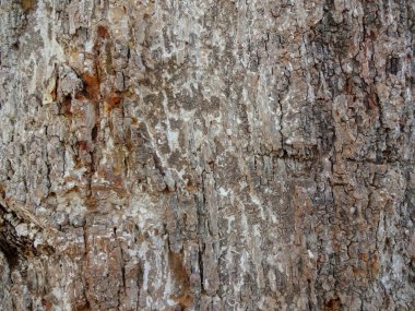 Dağınık ağaç kabuğu