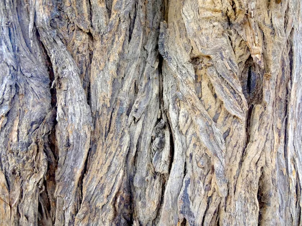 Old Tree Bark Texture — Stock Photo, Image