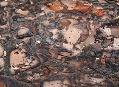 Ağaç kabuğu doku