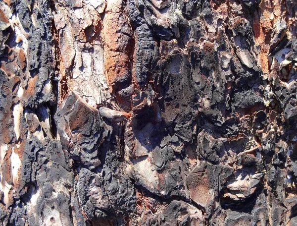 Burned Tree Bark — Stock Photo, Image