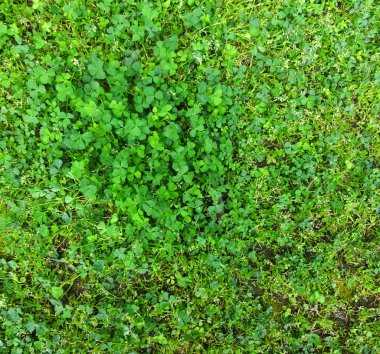 yonca arka planda kalıyor.