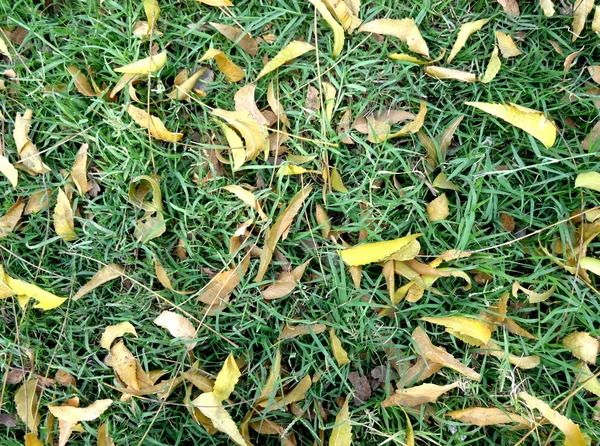 Trockenes Gras und Blätter Textur — Stockfoto