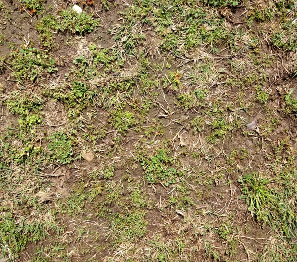 Textura de hierbas de tierra seca —  Fotos de Stock