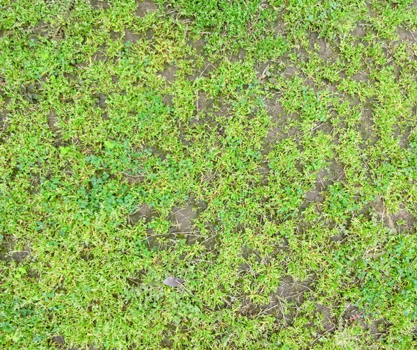 Textura de hierbas de campo —  Fotos de Stock