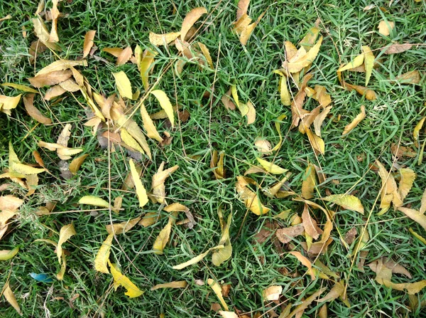Trockenes Laub auf Gräsern — Stockfoto