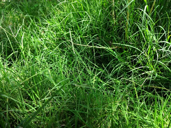 Grass Background — Stock Photo, Image