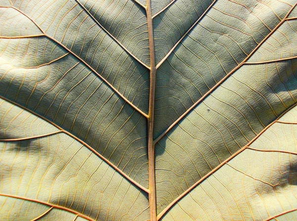 Primeros planos de la hoja de otoño —  Fotos de Stock