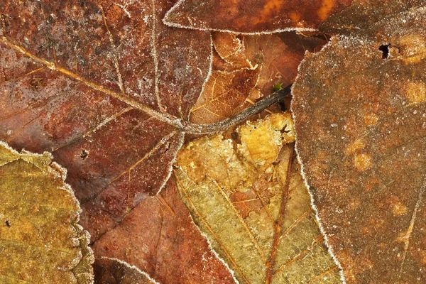 Herbstblätter — Stockfoto