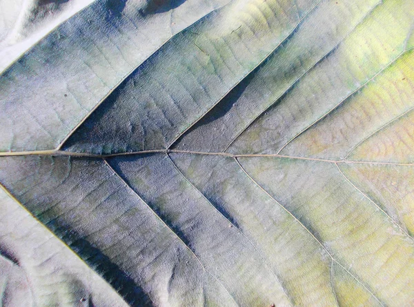 Torra blad närbild konsistens — Stockfoto