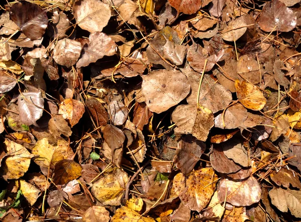 Textur der trockenen Blätter — Stockfoto