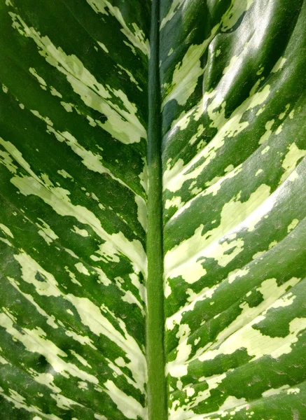 Folha verde textura fundo — Fotografia de Stock
