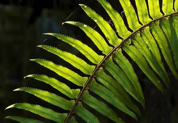 녹색 나뭇잎 지점 근접 촬영 — 스톡 사진