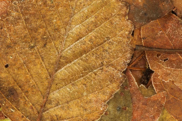 Grunge foglie texture — Foto Stock
