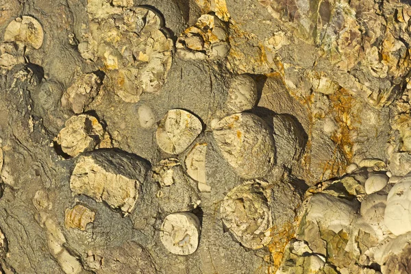 Knölig Rock ytstruktur — Stockfoto