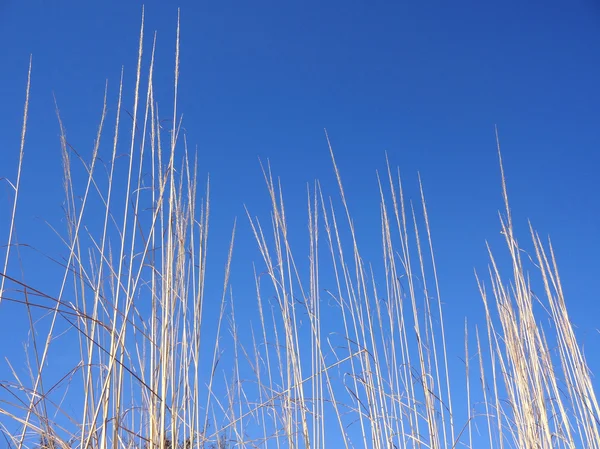 Trockene Gräser isoliert am blauen Himmel — Stockfoto