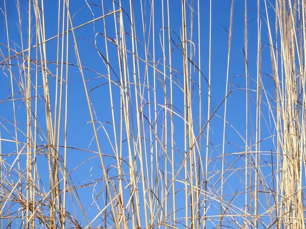 Gramíneas de campo longo secas — Fotografia de Stock