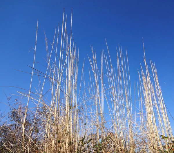 Long Field Grasses — Stock Photo, Image