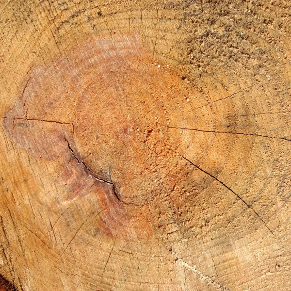 오래 된 그런 지 나무 — 스톡 사진