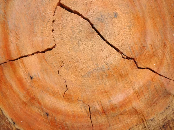 Textura dañada del tronco del árbol —  Fotos de Stock