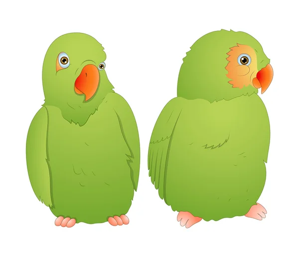 Parrot Couple — Stock Vector