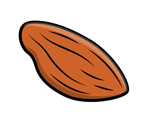 Almond Nut Vector — Stock Vector