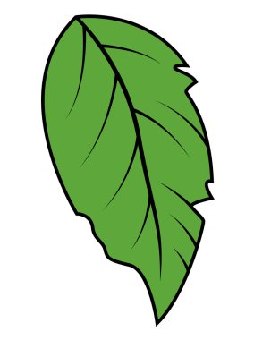 yeşil yaprak vektör illüstrasyonu