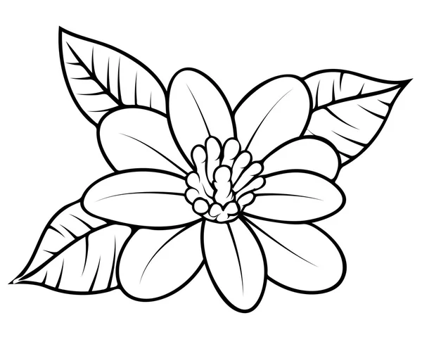 Wild Flower Sketching — Stock Vector