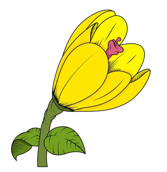 Yellow Tulip — Stock Vector