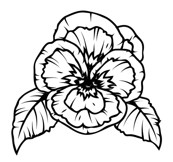 Makový květ kresba — Stockový vektor