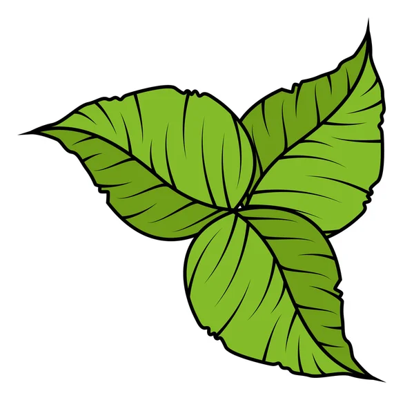 Trzy elementy kwiatowy liście zielone — Wektor stockowy