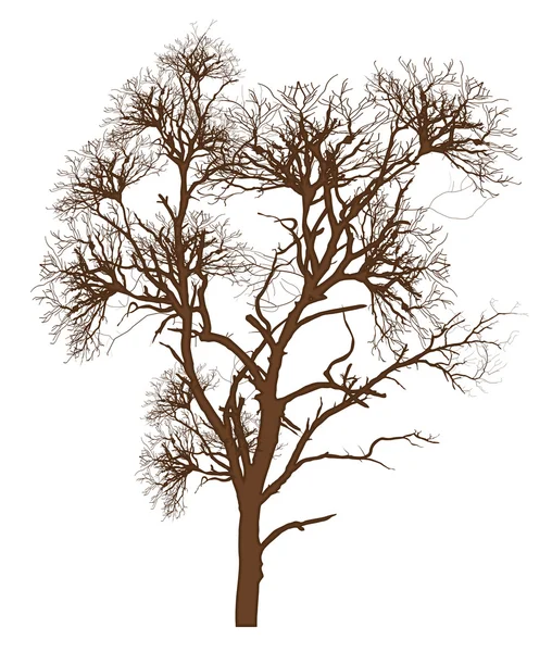 Suché větve stromů — Stockový vektor